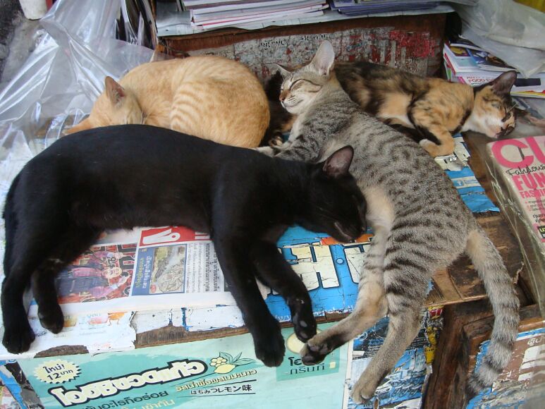 Фото кошек в Бангкоке