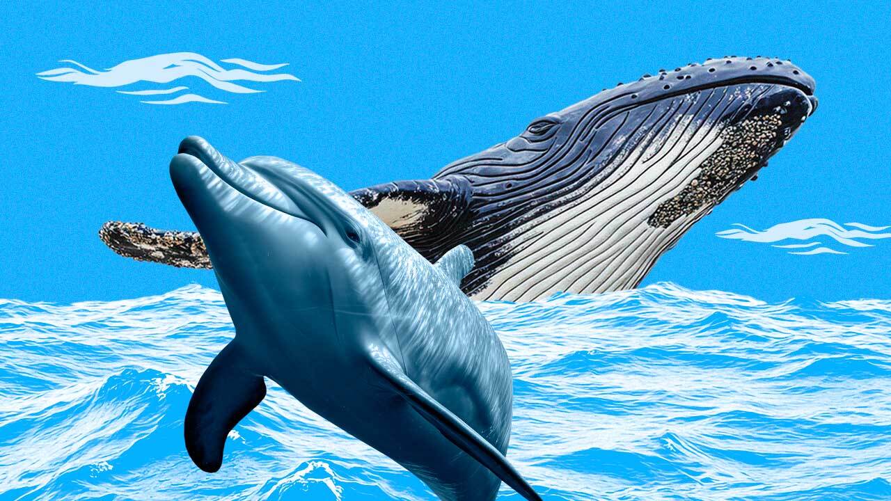 А что, если дельфины умнее нас? Беседы с Ботом