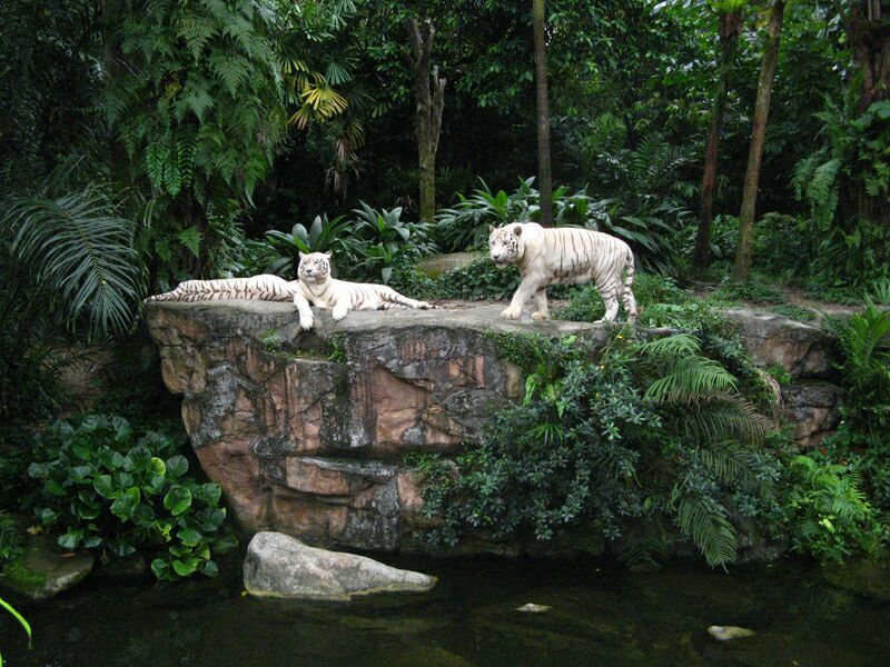 Сингапурский зоопарк. Фото